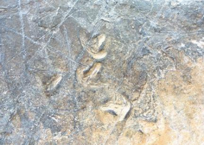 전남 해남 우항리 공룡발자국 흔적