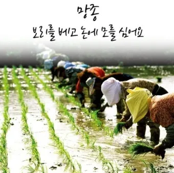 망종 절기 망종의 뜻 전통음식 매실청 담그기_13