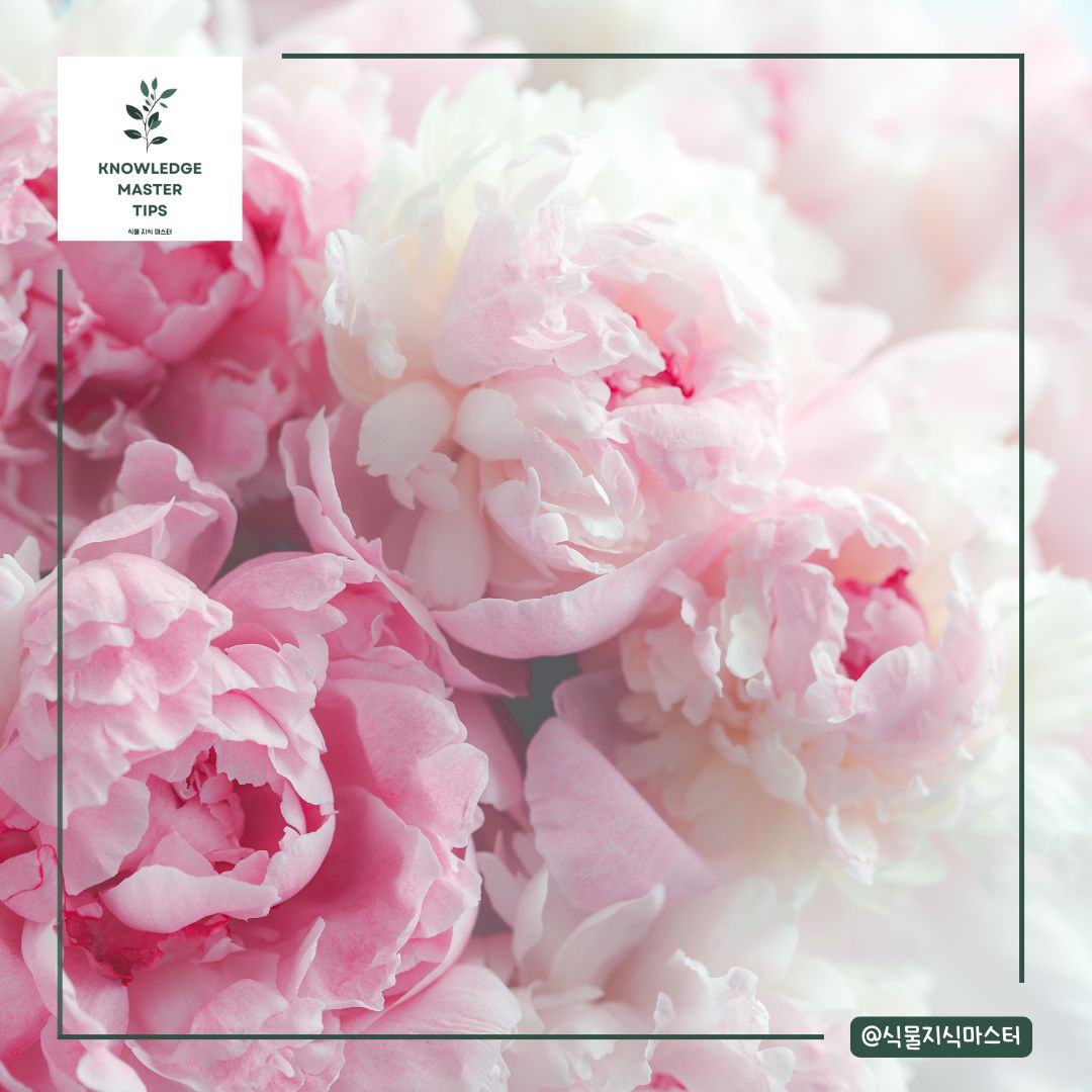 졸업식 꽃다발, 작약