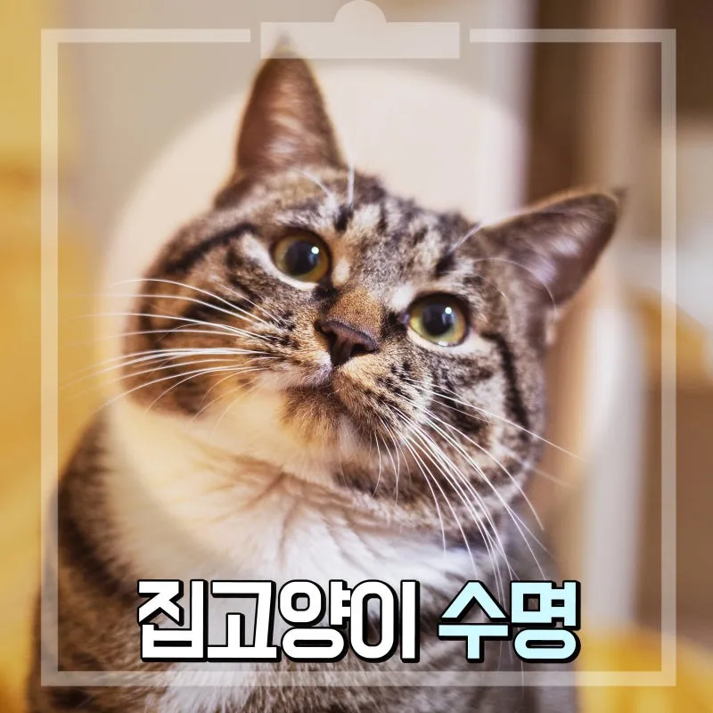 집고양이 vs 길고양이 평균 수명 차이 심층 분석_7