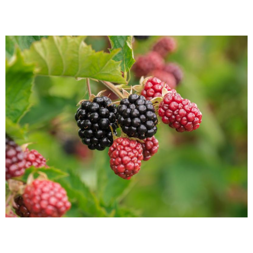 콜라겐과 관련된 사진입니다.