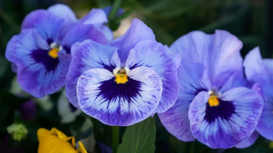 Close-up of vivid purple pansy flowers with distinct patterns, showcasing spring's beauty.