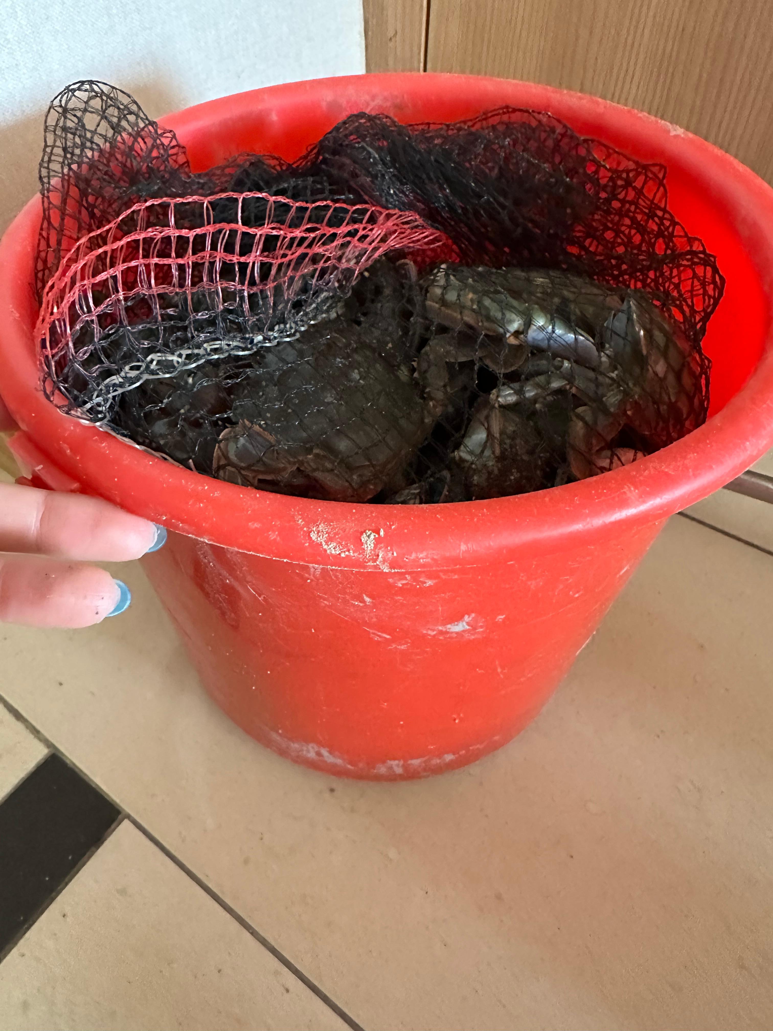 충남 보령, 대천, 무창포 여행 후기3(국내 가족 여행지 추천, 무창포 비체팰리스, 또다시 갯벌체험, 대천 맛집 부페, 점심 밥집 뷔페, 진짜 예쁜 카페 아르나, 분위기 좋은 카페 아르나, 한밤중 닭벼슬섬 산책, 대천항 수산시장 재방문, 찰광어회, 오징어회, 우성수산, 수연호수산, 무창포 비체펠리스, 오션뷰, 밥 해먹을 수 있는 숙소, 무창포 펜션)