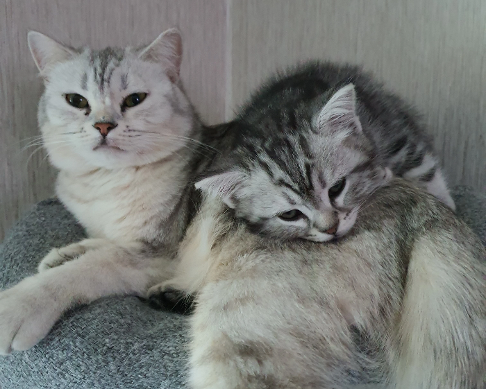 고양이 사료 성분표 보는 법