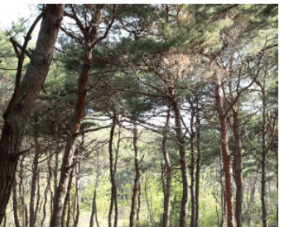 고창 청원농 라벤더 축제