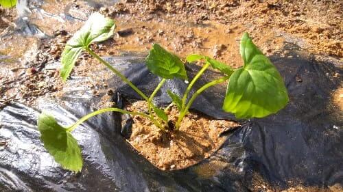 곰취재배-모종-심는방법-정식방법