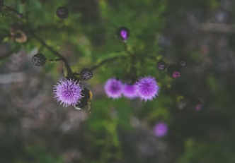 밀크씨슬 효과 복용법