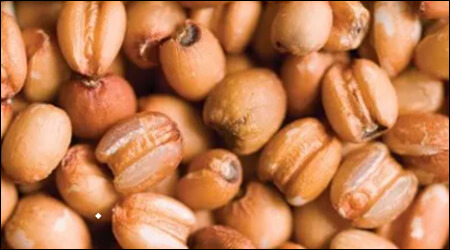 도정을 하지 않은 율무