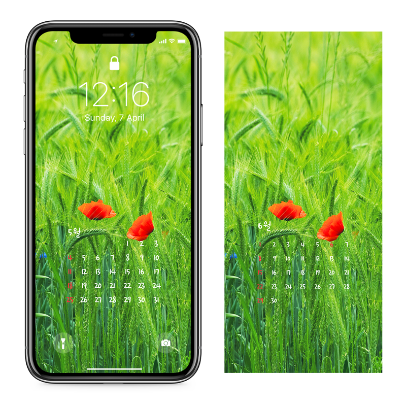 04 꽃양귀비 두송이 AB - 2025년5월 아이폰달력배경화면