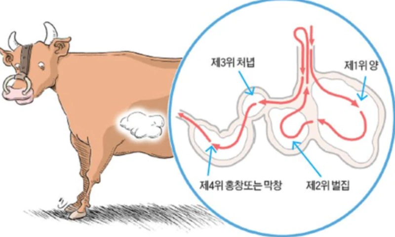 소-위-4개