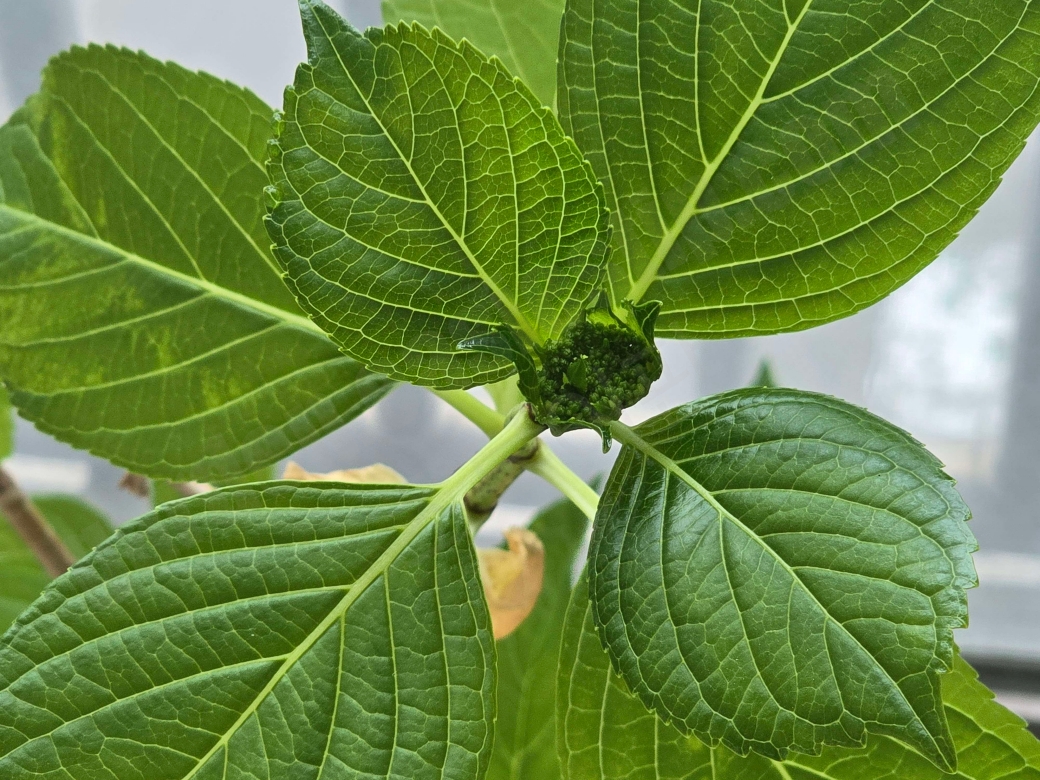별수국 꽃봉오리