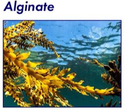 듀오렉신-나비정-다이어트