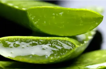 알로에 효능 및 영양성분&amp;#44; 주의점