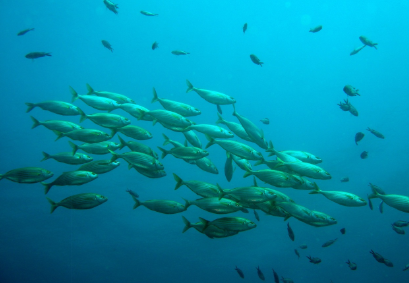 멸종을 피한 고대 어류의 생존 전략