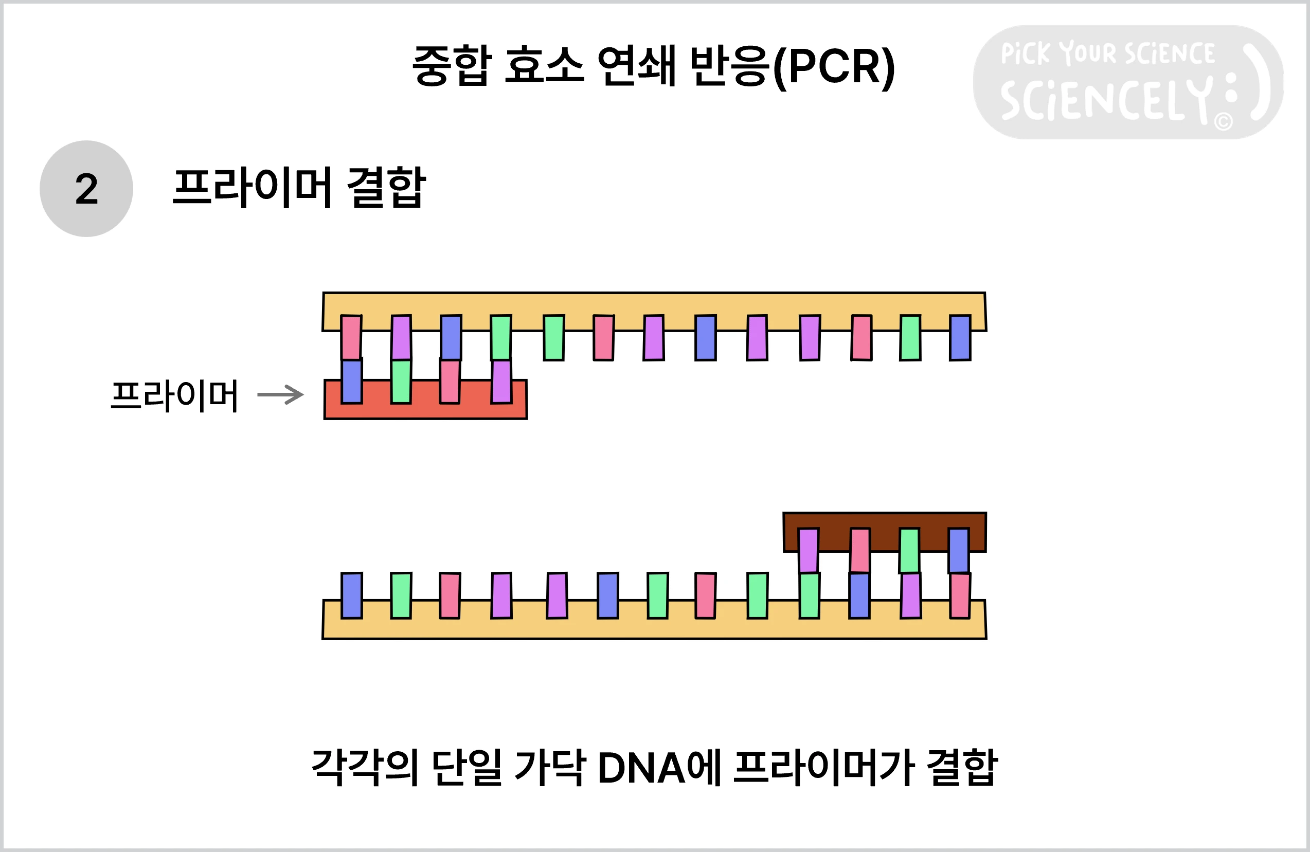 중합 효소 연쇄 반응, PCR, 프라이머 결합