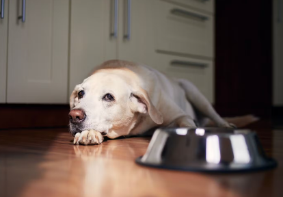축 늘어져있는 개.