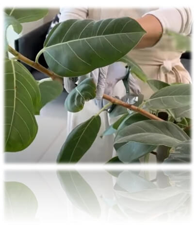 풍성하게 키우기 위한 가지치기