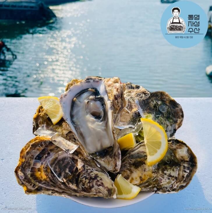 6시내고향 경남 통영의 수산물 전문점 통영자성수산 비단가리비 주문방법 