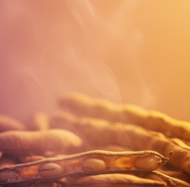 작두콩차 효능 : 호흡기 건강, 면역력 강화