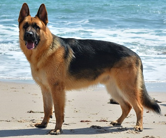 저먼 셰퍼드 (German Shepherd) 사진