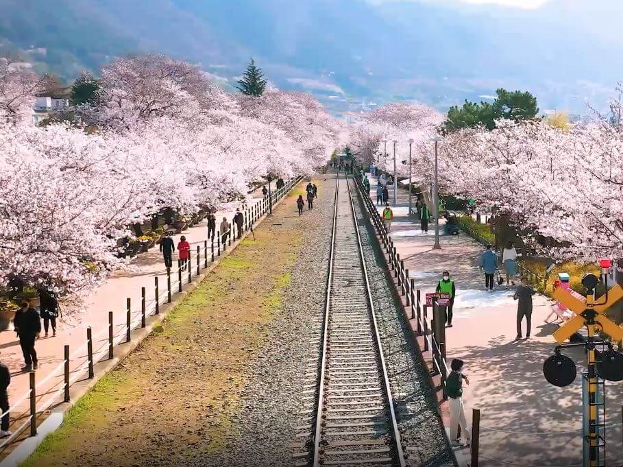 진해 군항제 축제 정보