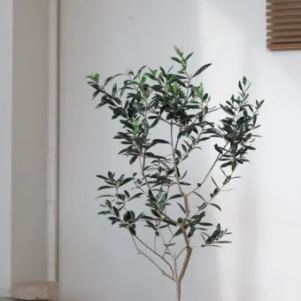 올리브 나무 키우는법 5가지 치명적 실수와 해결책 총정리를 안내_20