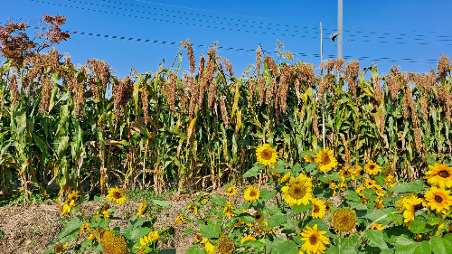 평택_바람새마을_핑크뮬리_명소