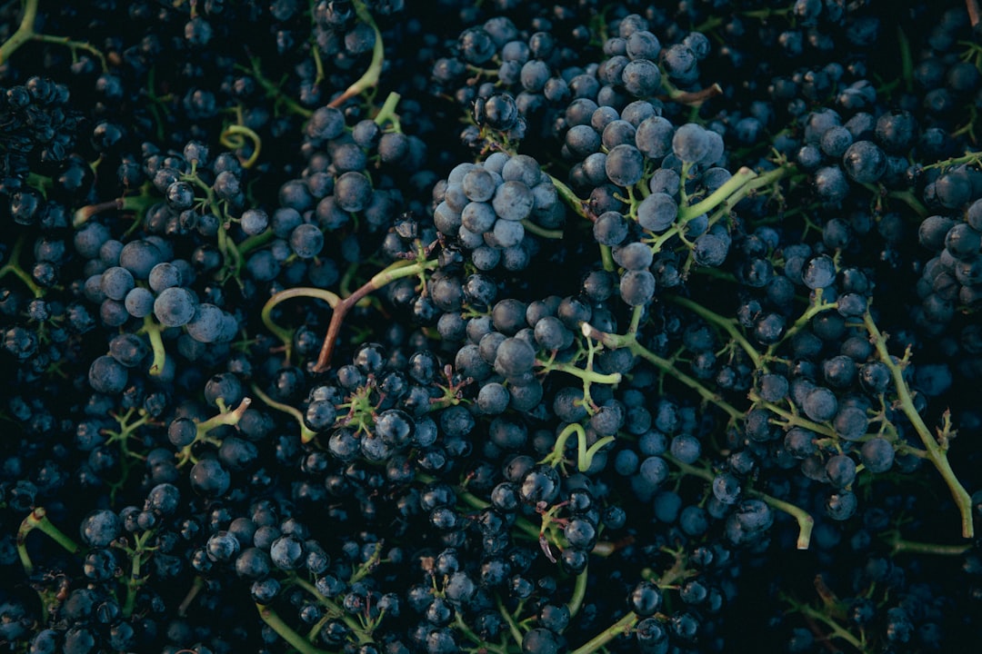 Wild Grapes