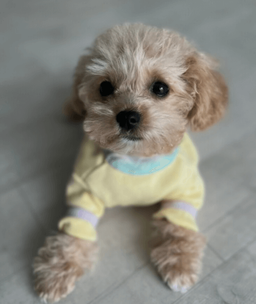 광주 펫 박람회