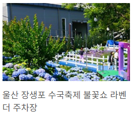 울산 수국