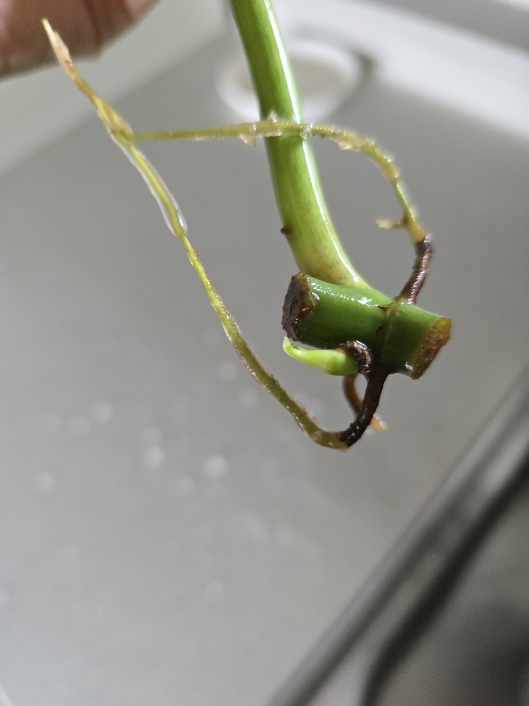 하나는 새순이 같이 나오는중입니다.