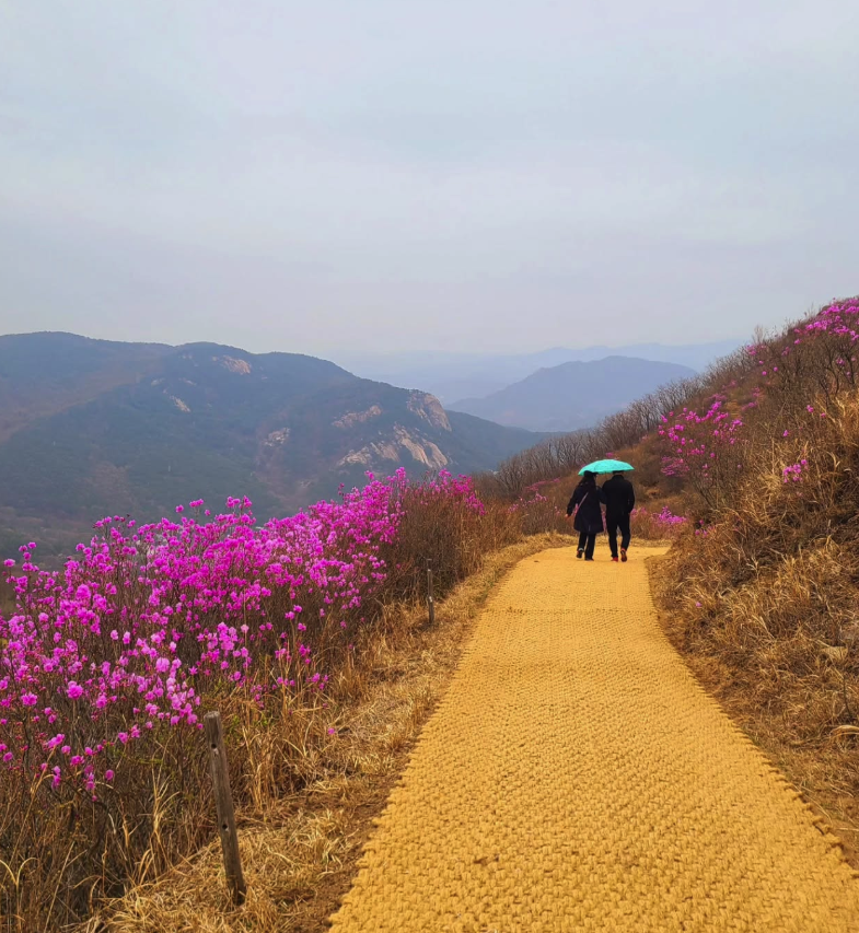 2025년 황매산 철쭉축제, 황매산 철쭉축제 날짜, 황매산 철쭉축제기간