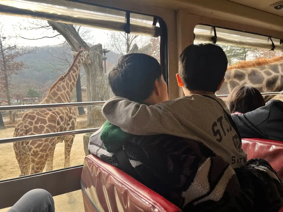 에버랜드-기린-버스-구경하는-아이랑-아빠