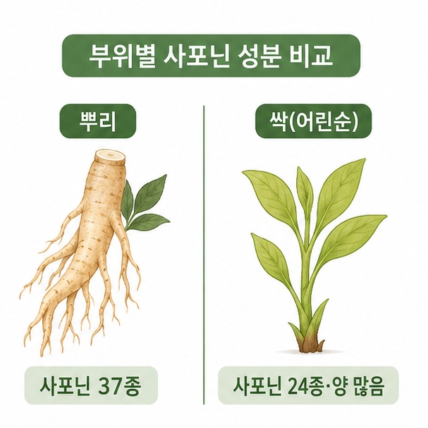 도라지 부위별 사포닌 성분 비교