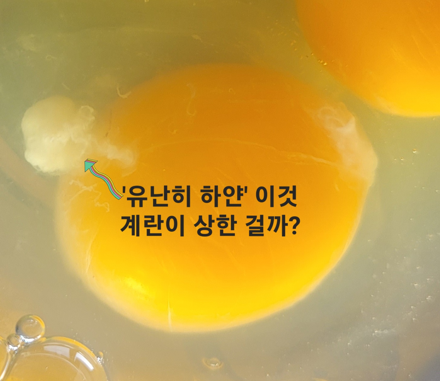 계란 흰자의 흰막. 알끈(칼라자)