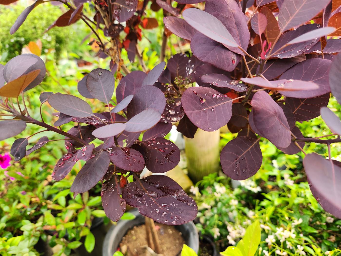 안개나무(자엽안개나무) Smoke tree