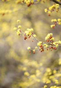 의성 산수유 축제