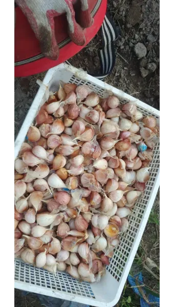 마늘 심는 시기 품종선택 비닐멀칭 웃거름 녹병 예방법_12