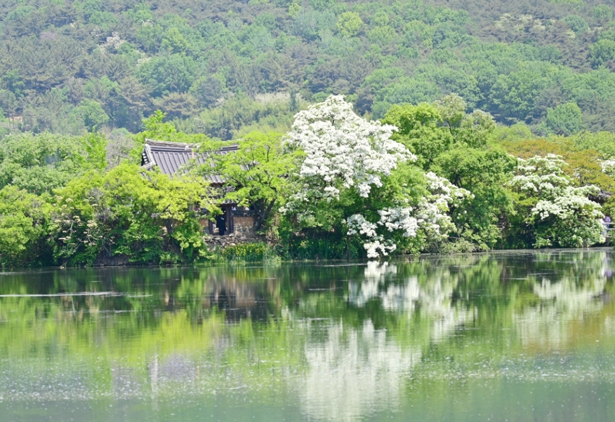 밀양 위양지 이팝나무