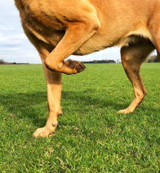 강아지 슬개골 탈구 증상, 수술 비용과 예방까지 한 번에 정리