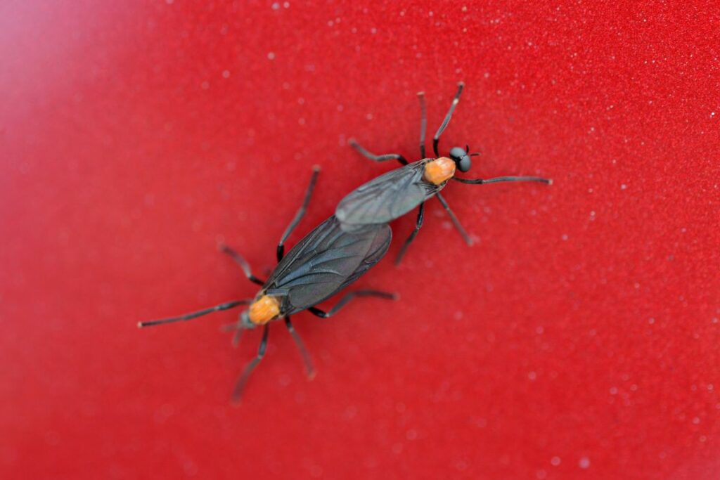 러브버그 퇴치방법