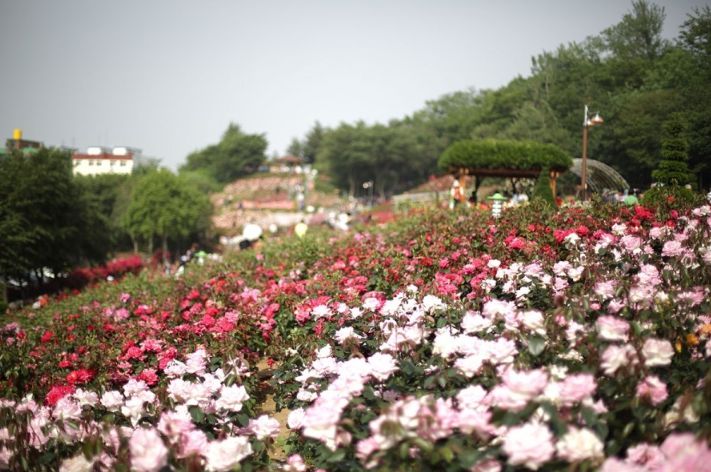 부천백만송이장미원