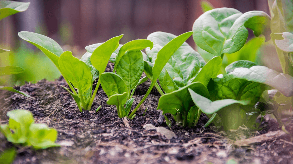 엽산이 많은 음식 사진 - 2166