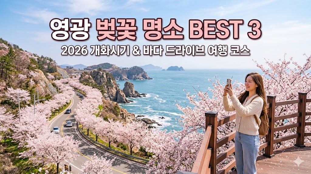 영광 벚꽃 명소