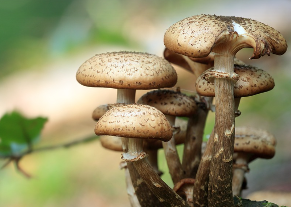송이 버섯 효능