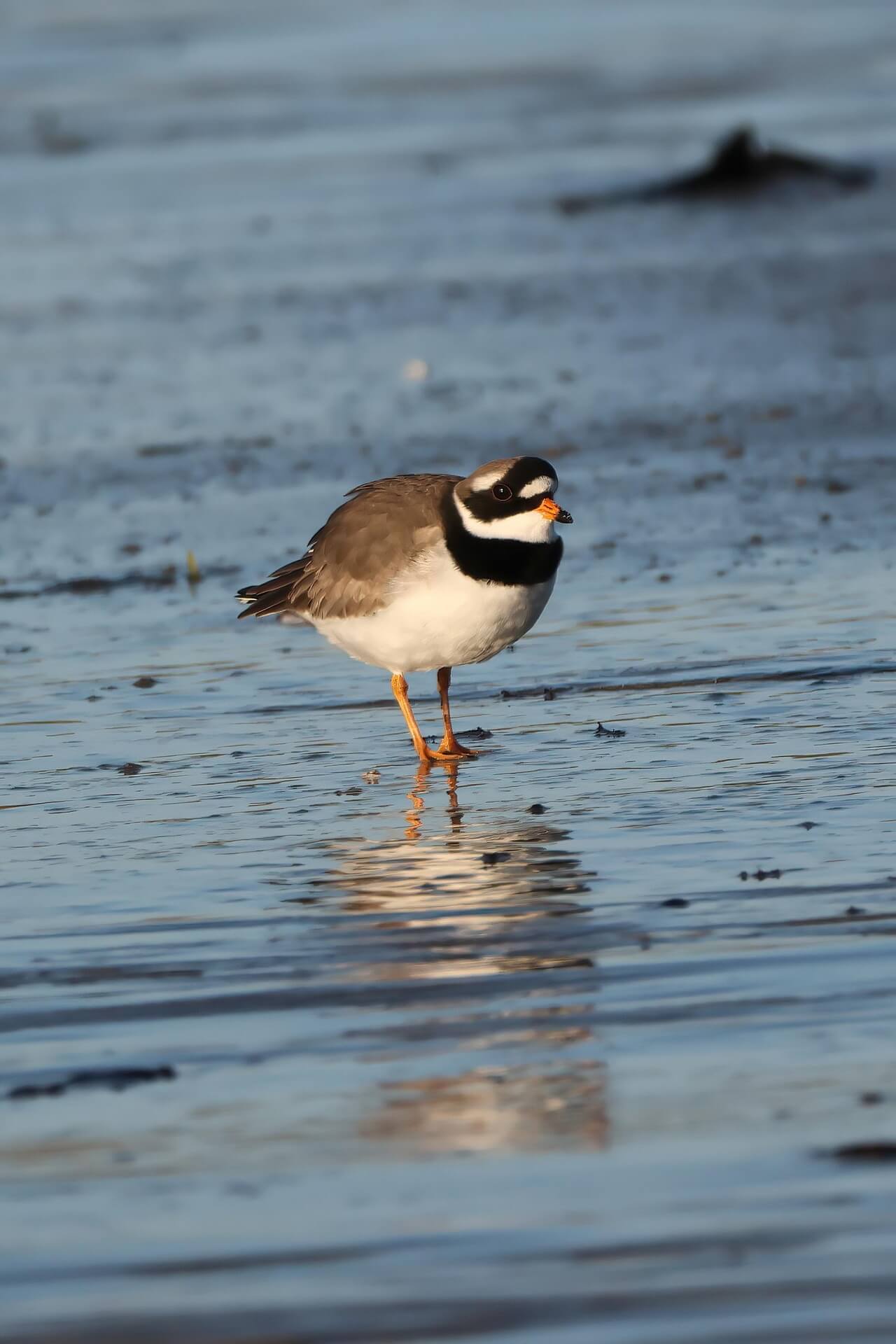 해안에서 만나는 멸종위기 동식물, 검은머리물떼새를 지키는 거리 동선 구역 가이드