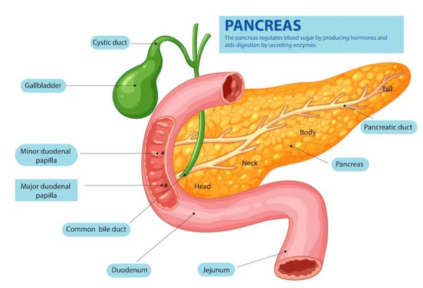 췌장의 부위별 설명