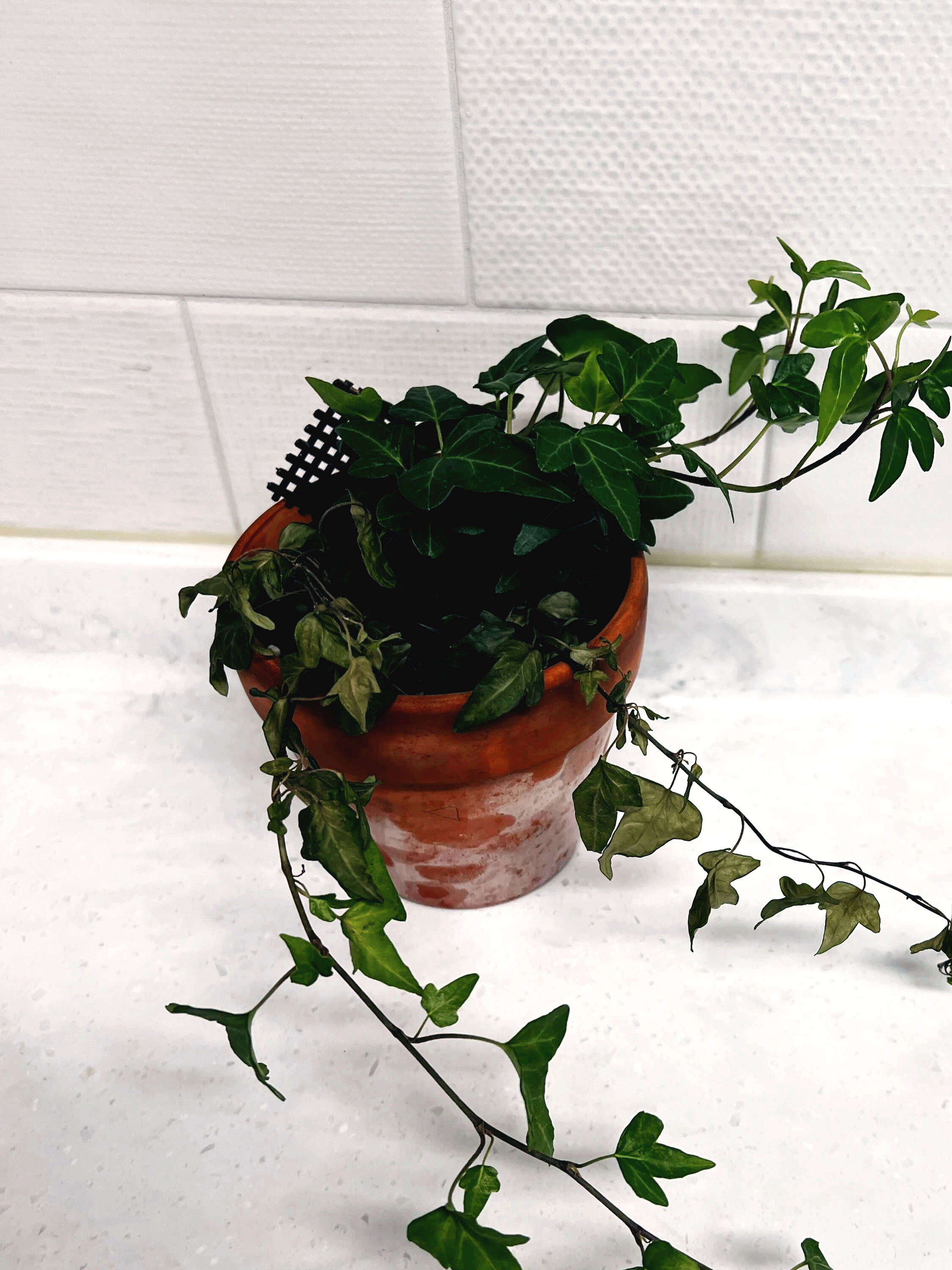 시름시름 시들어가는 아이비