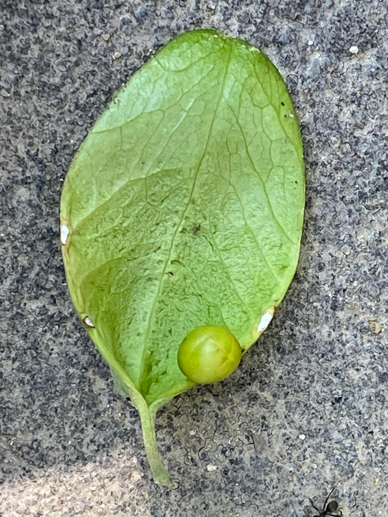 벽오동나무 열매2