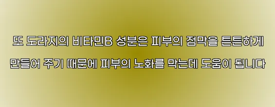  또 도라지의 비타민B 성분은 피부의 점막을 튼튼하게 만들어 주기 때문에 피부의 노화를 막는데 도움이 됩니다
